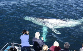 Whale Watching