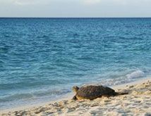 Bundaberg Turtle Watching turtle beach