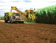 Bundaberg sugar-cane