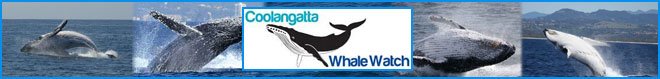 Coolangatta Whale Watch