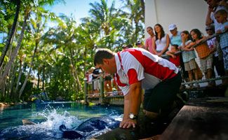 Daydream Island feeding