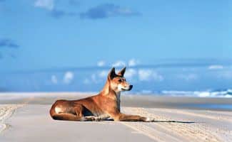 Fraser Island Wildlife dingo 1