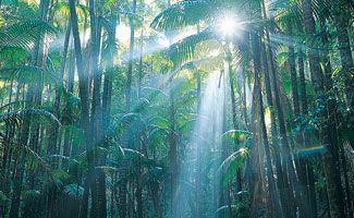 Fraser Island Wildlife rainforest