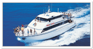 Queensland Diving Operator prodive-cruises1