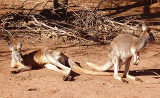 Queensland Transfers kangaroo