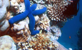 Scuba Diving Holidays QLD Coral