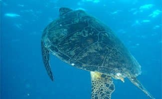 Scuba Diving Holidays qld turtle