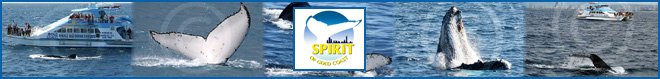 Spirit of Gold Coast Cruises Whale Watch