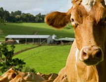 Sunshine Coast Hinterland rural