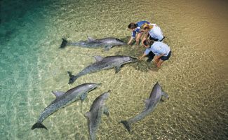 Tangalooma Island Resort feeding