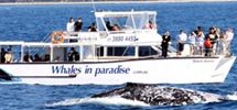 Whale Watching Cruise