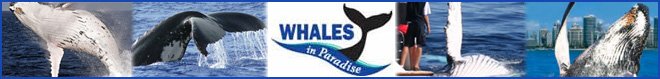 Whales in Paradise