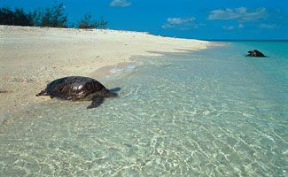 Wilson Island Resort turtle