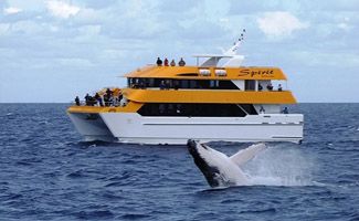 fraser island spirit