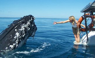 fraser island whale watching