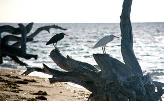 green island birds