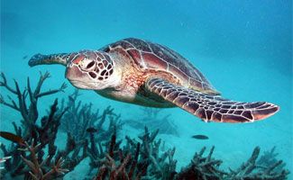 green island turtle