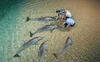 moreton island dolphins