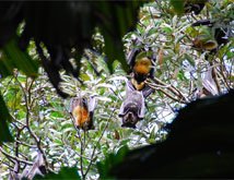 Cape Tribulation Tours bats