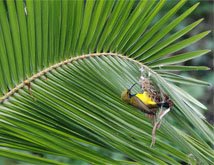 Cape Tribulation Tours bird