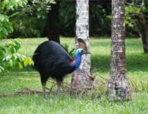 Cape Tribulation Tours cassowary