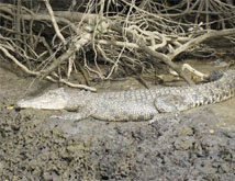 Cape Tribulation Tours crocodile