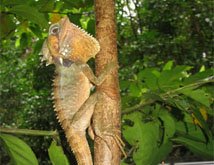 Cape Tribulation Tours lizard