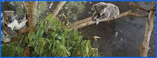 Hamilton Island Dining breakfast with koalas