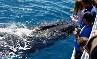 Hervey Bay Whale Watching whales up close