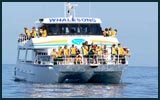 Hervey Bay Whale Watching whalesong cruises