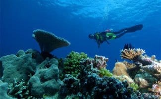 Port Douglas Activities diving