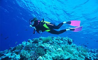 Port Douglas Diving pd diving