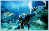 Sunshine Coast Attractions Listing Underwater World