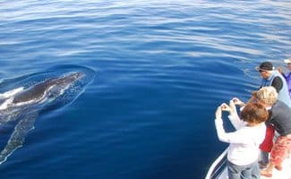 Sunshine Coast Whale Watching