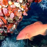 Townsville Scuba Diving fish