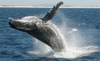 Maroochydore whale watching