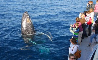 Mooloolaba Whale Watching boat