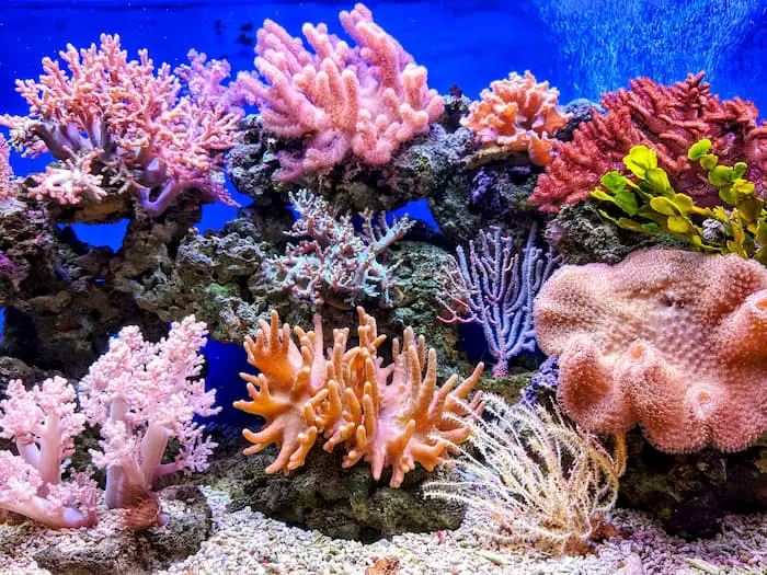 Saving the Great Barrier Reef During COVID 19
