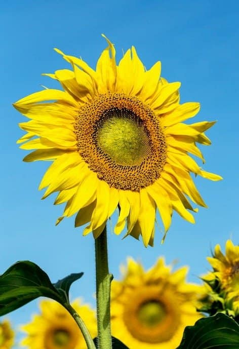 Bright Yellow Sunflower