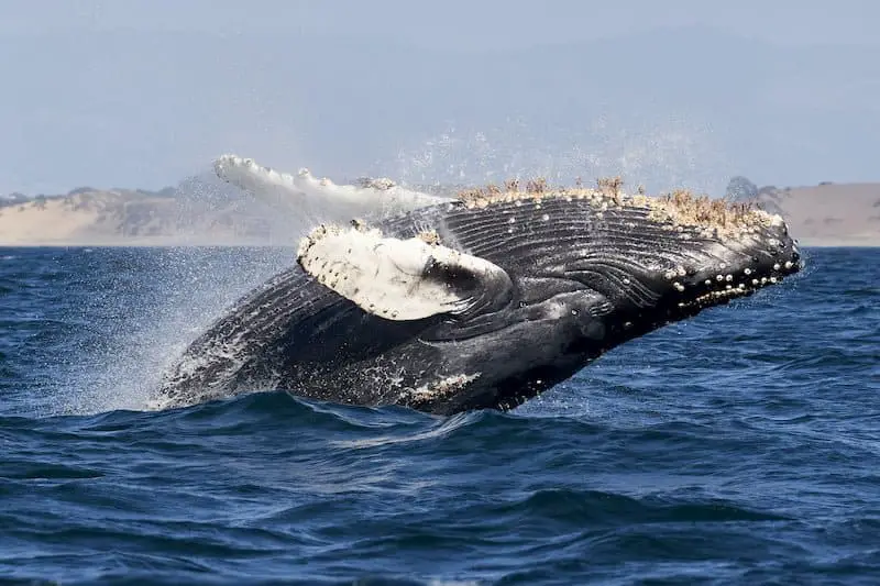 Whale Watching Hervey Bay