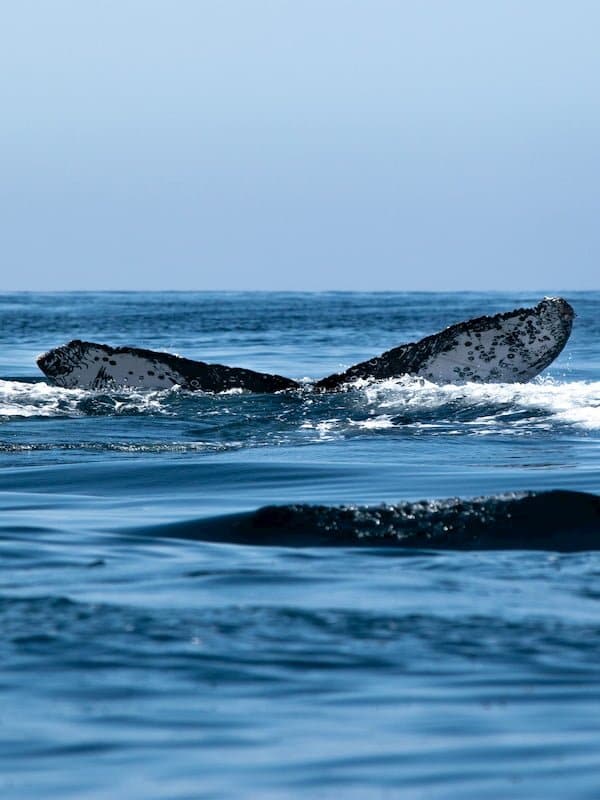 Whale Watching Tours