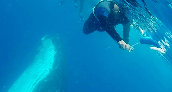 Gone Diving 3