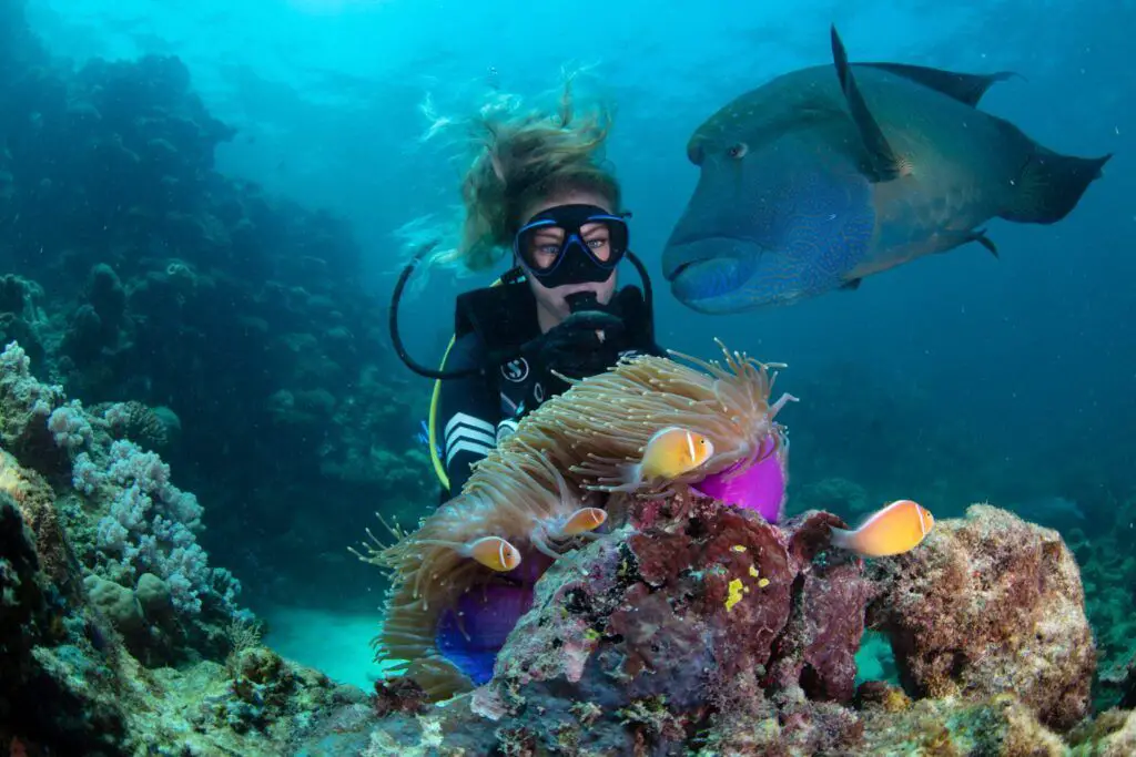 Gone diving 4