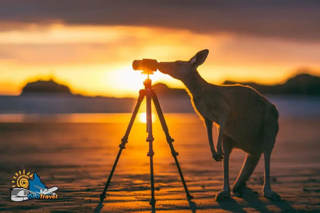 The Best Wildlife Beach