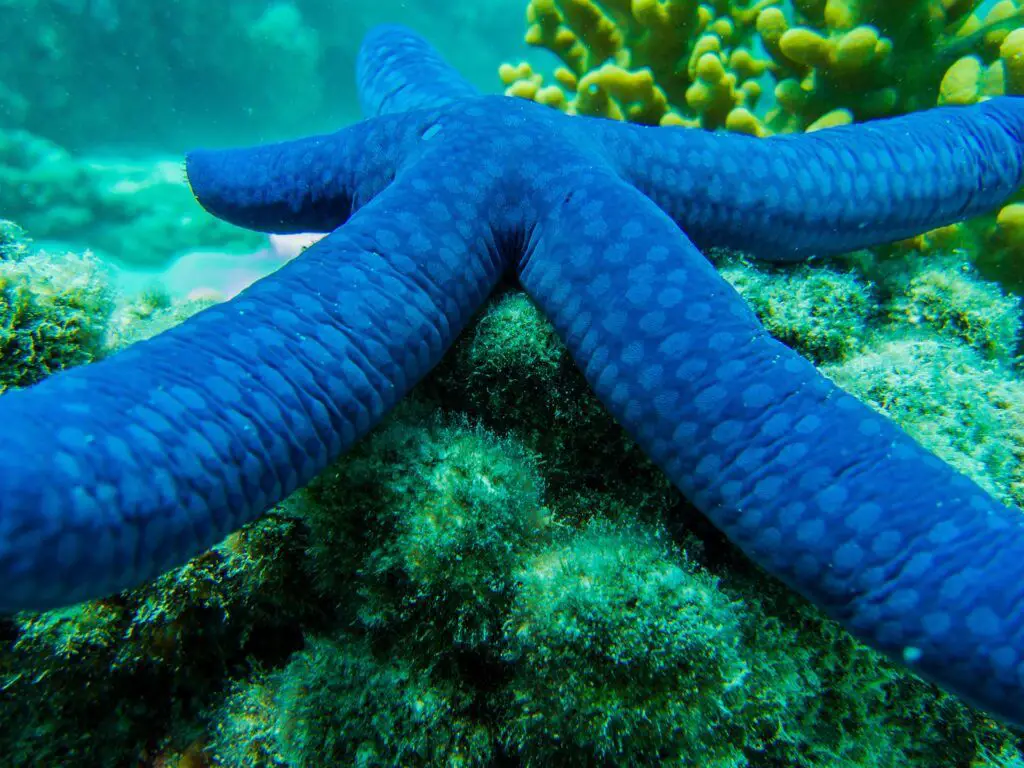 oceanfree1