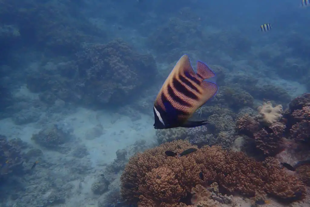 oceanfree2