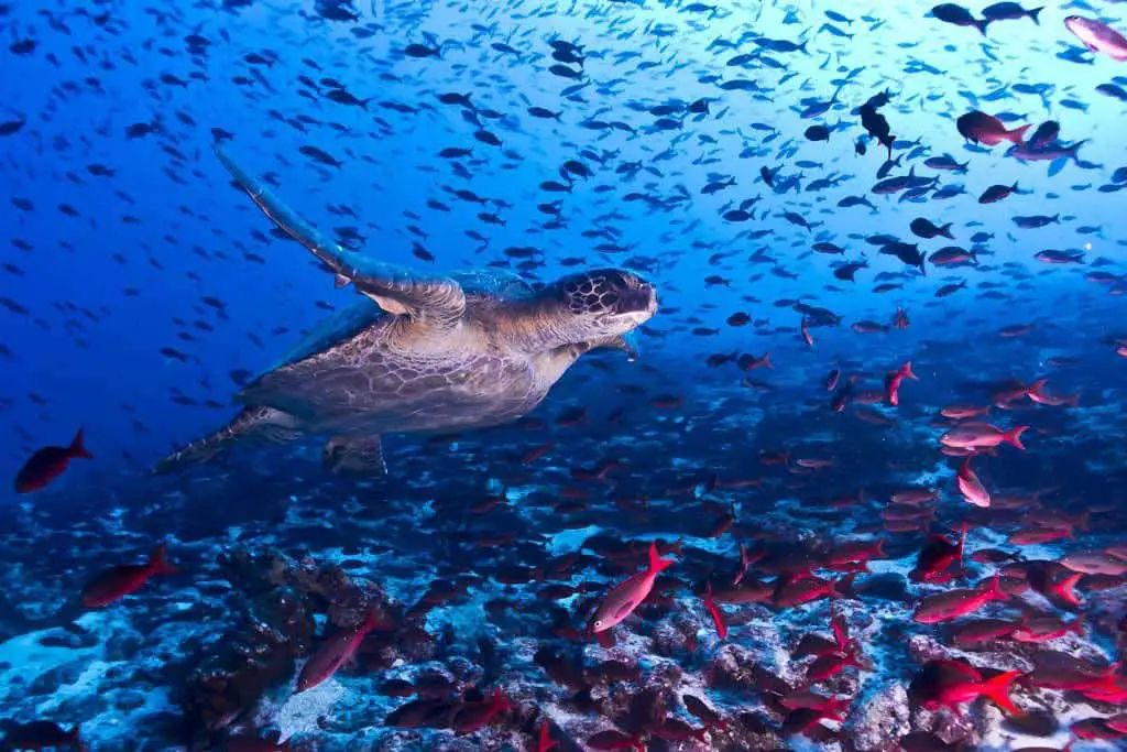 oceansafari4
