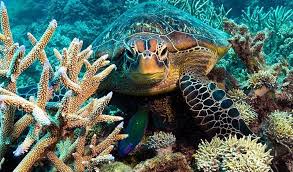 reefmagic1