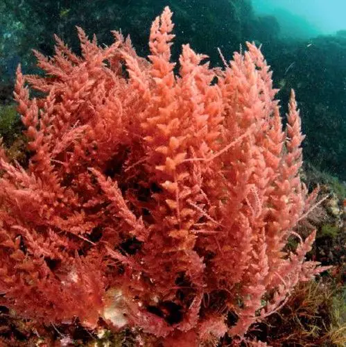 reefmagic55