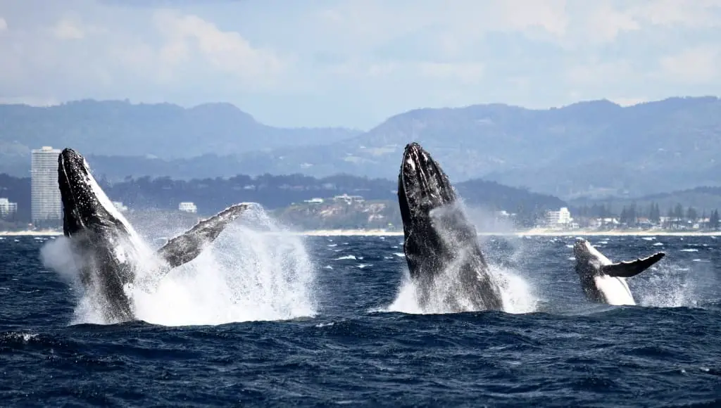 Spirit Whale Watching Three Whales Breaching